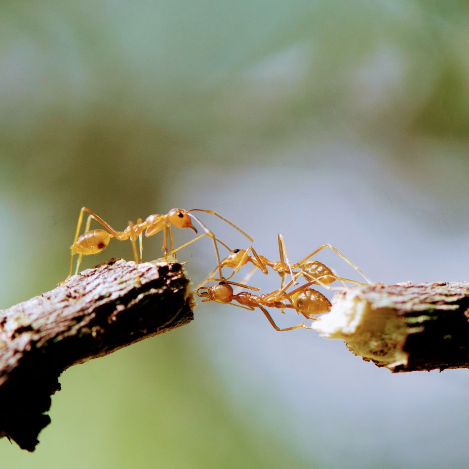 Mieren die samenwerken om een brug te bouwen Effectief samenwerken met bestuur