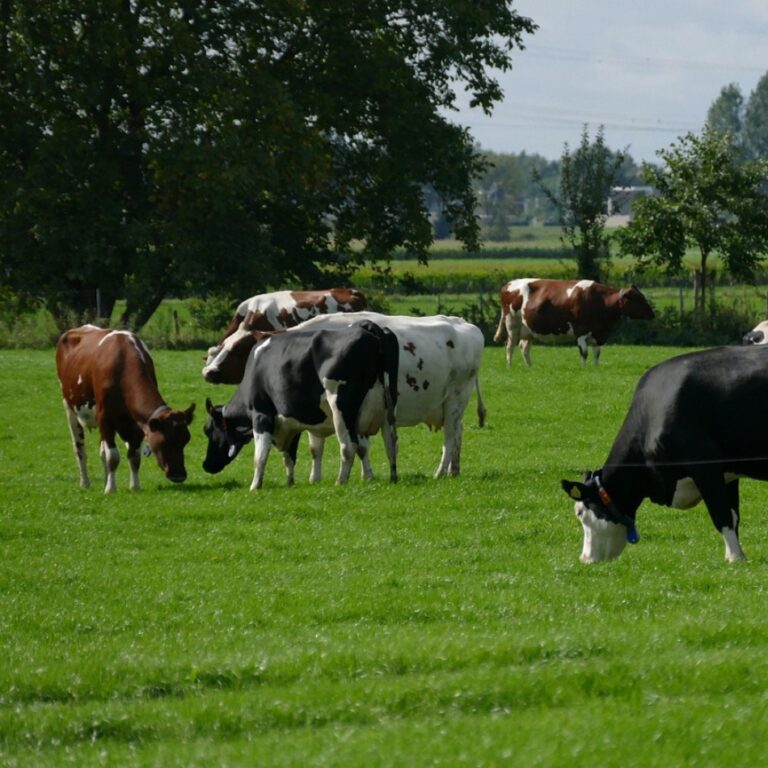 Ledenbetrokkenheid