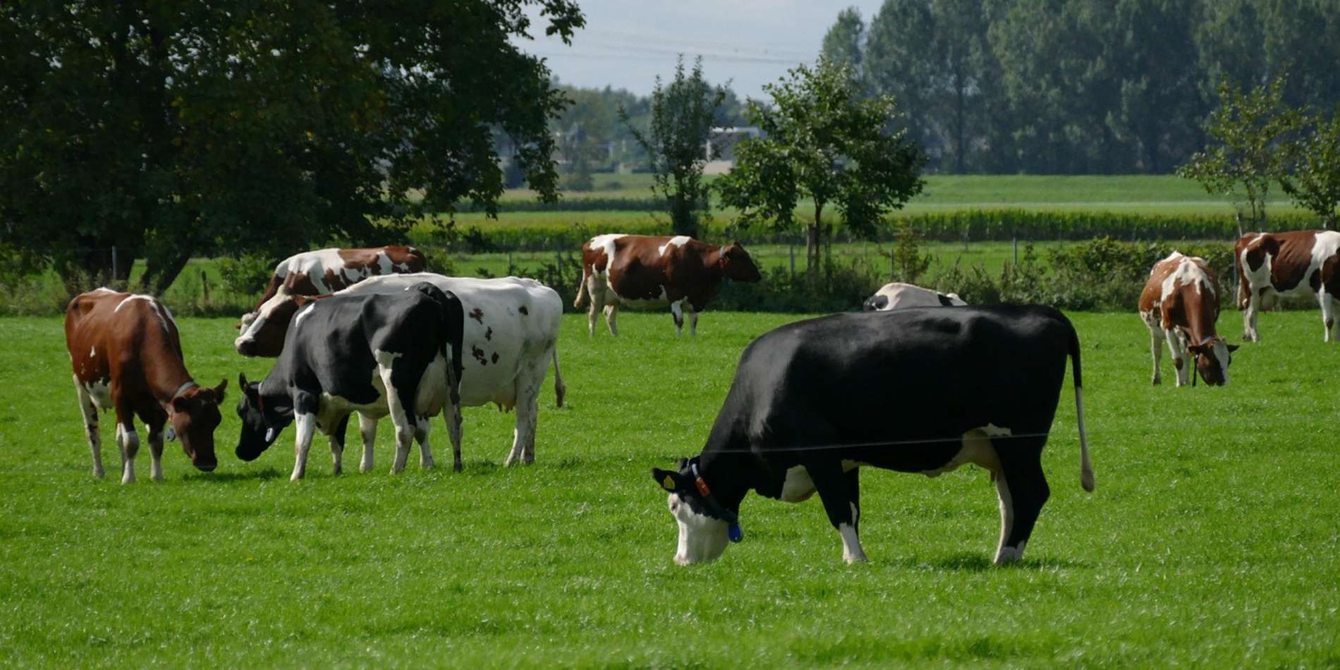 Ledenbetrokkenheid