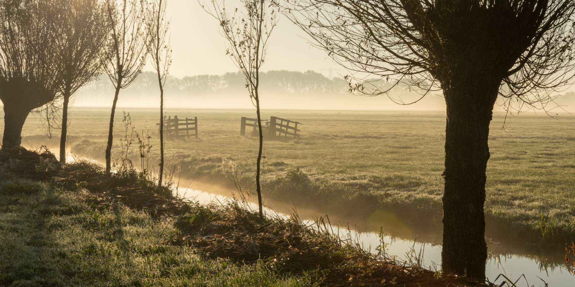 Mist, landschap, hekjes, slootkant, bomen