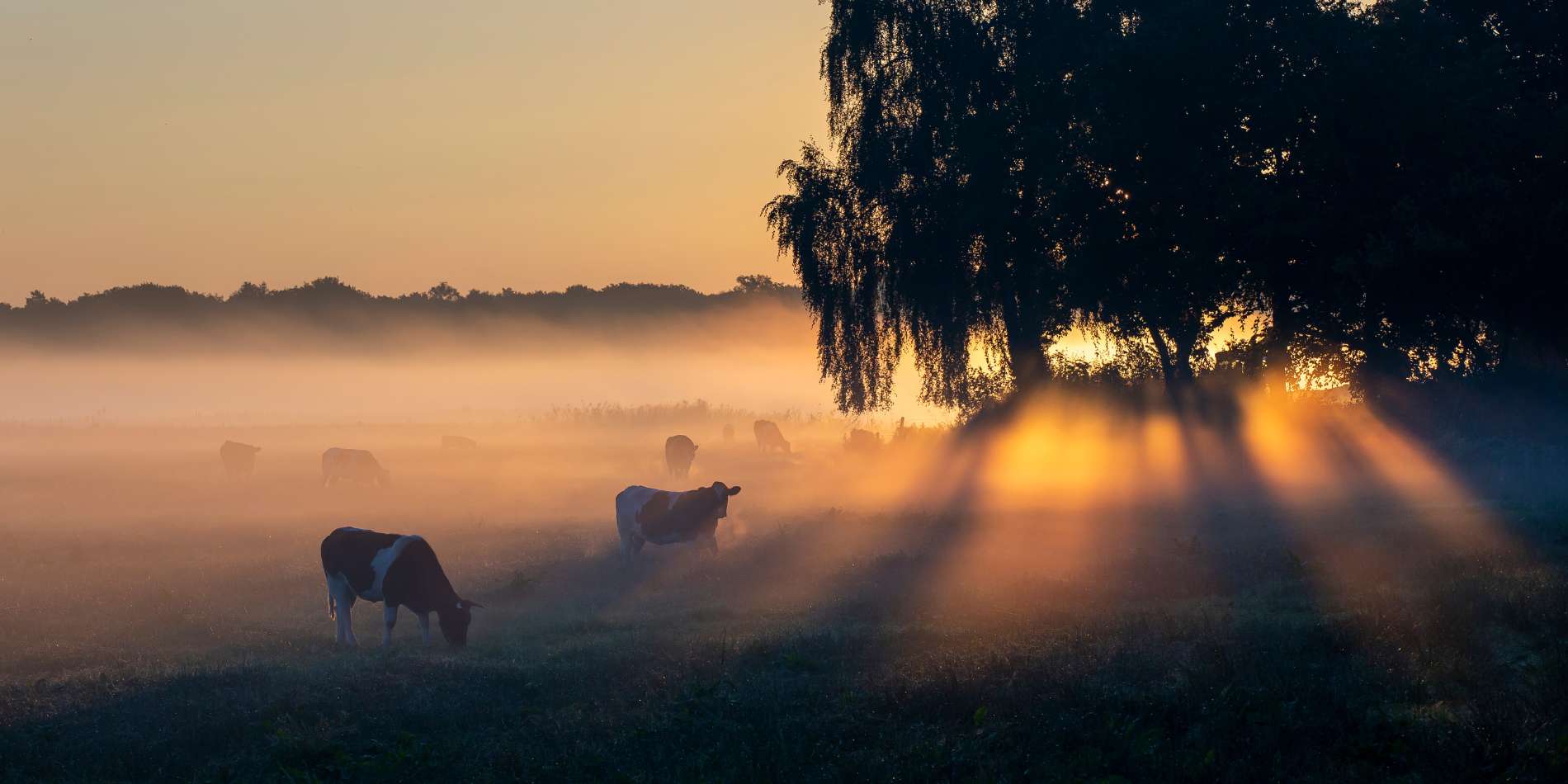 ondergaande zon, koeien in weiland